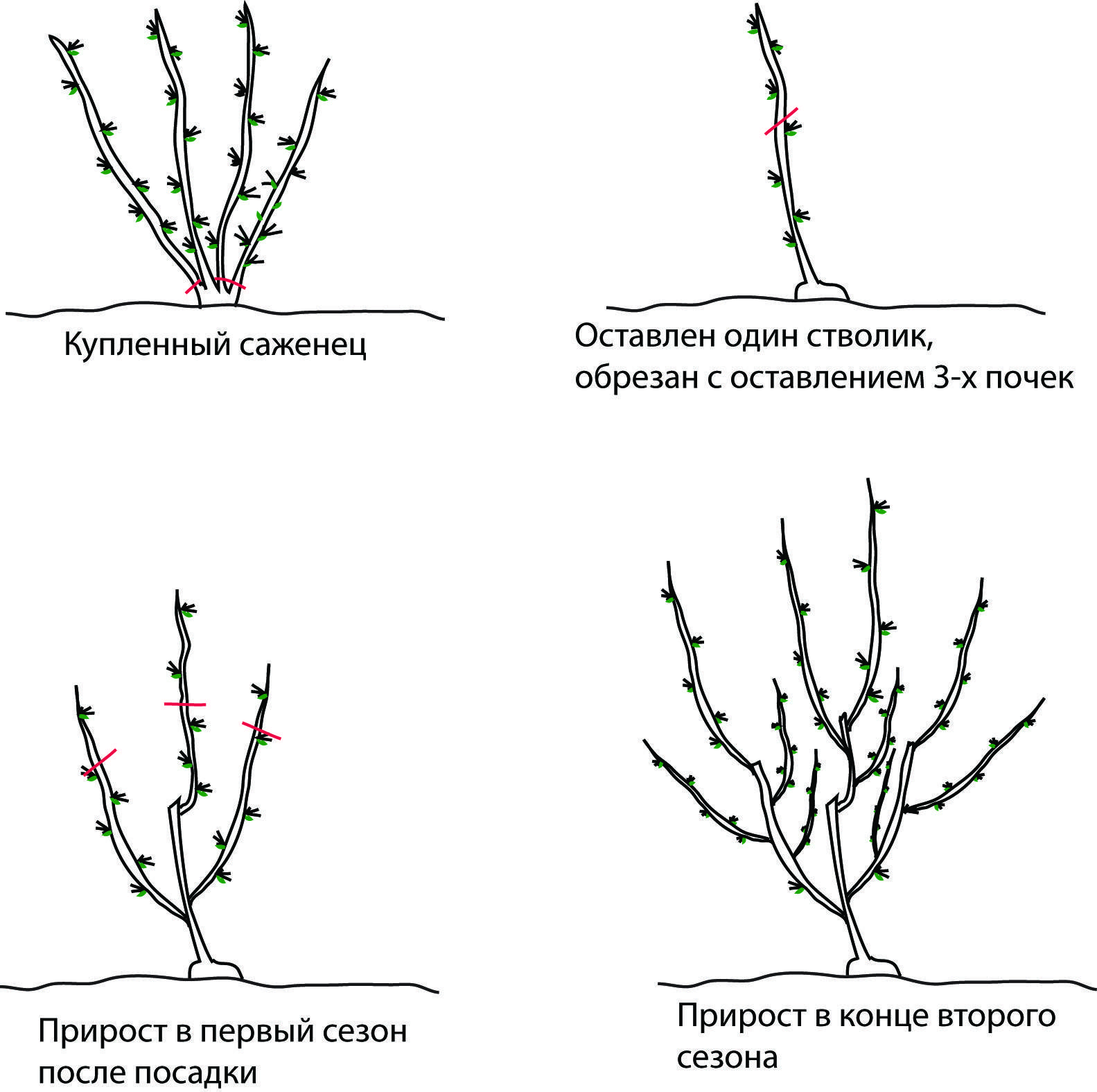 Схема обрезки крыжовника осенью