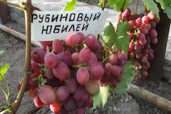 Описание сорта винограда рубиной юбилей и его характеристика