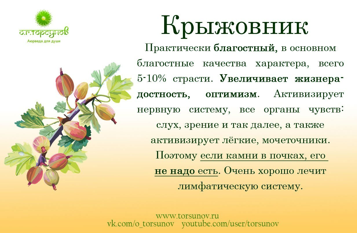 Польза и вред крыжовника для здоровья человека, свойства и применение