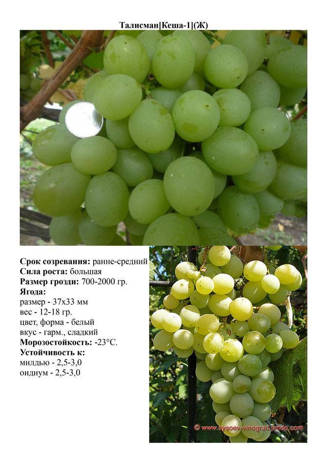 Виноград кеша: описание сорта, характеристика куста и грозди