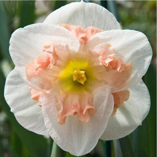 Растение нарцисс: фото, сорта, выращивание, посадка и уход в открытом грунте