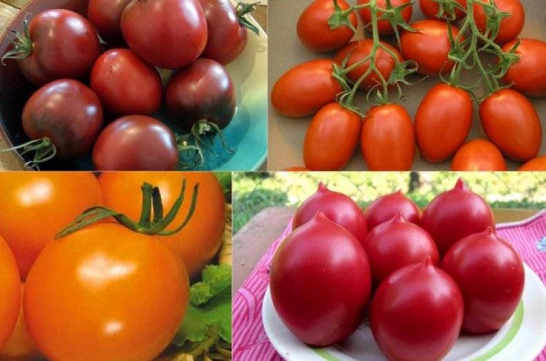 Ранние сорта томатов - топ-33 сортов 2023 года | огородникам инфо