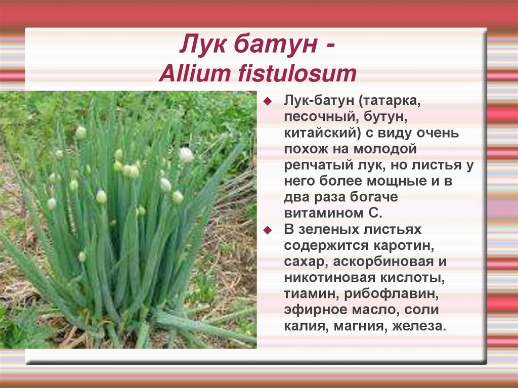 ᐉ лук-батун: выращивание и уход, фото, как вырастить из семян в открытом грунте - roza-zanoza.ru