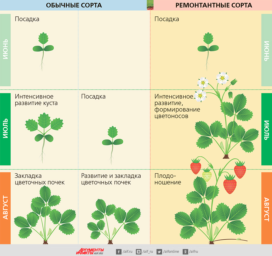 Схема подкормки клубники весной