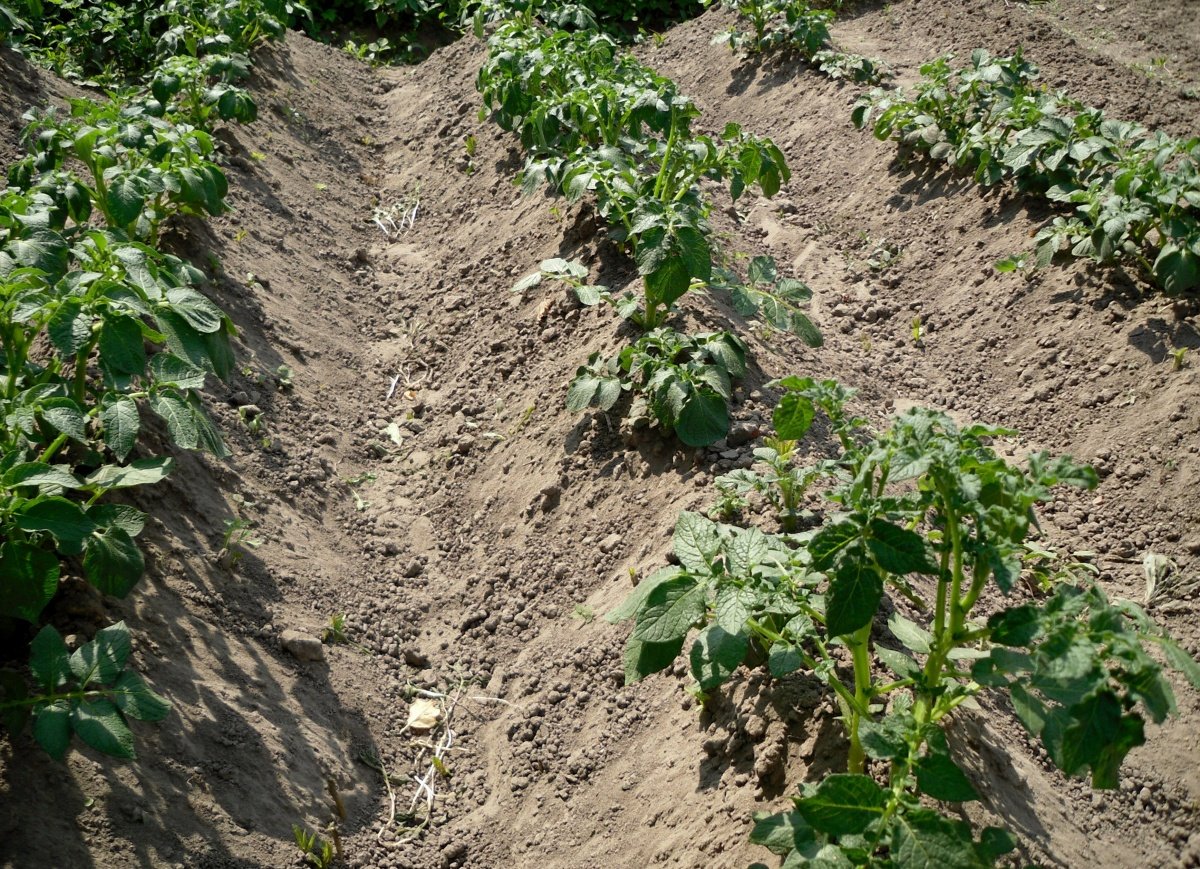 Агротехнические методы окучивания картофеля, сроки проведения