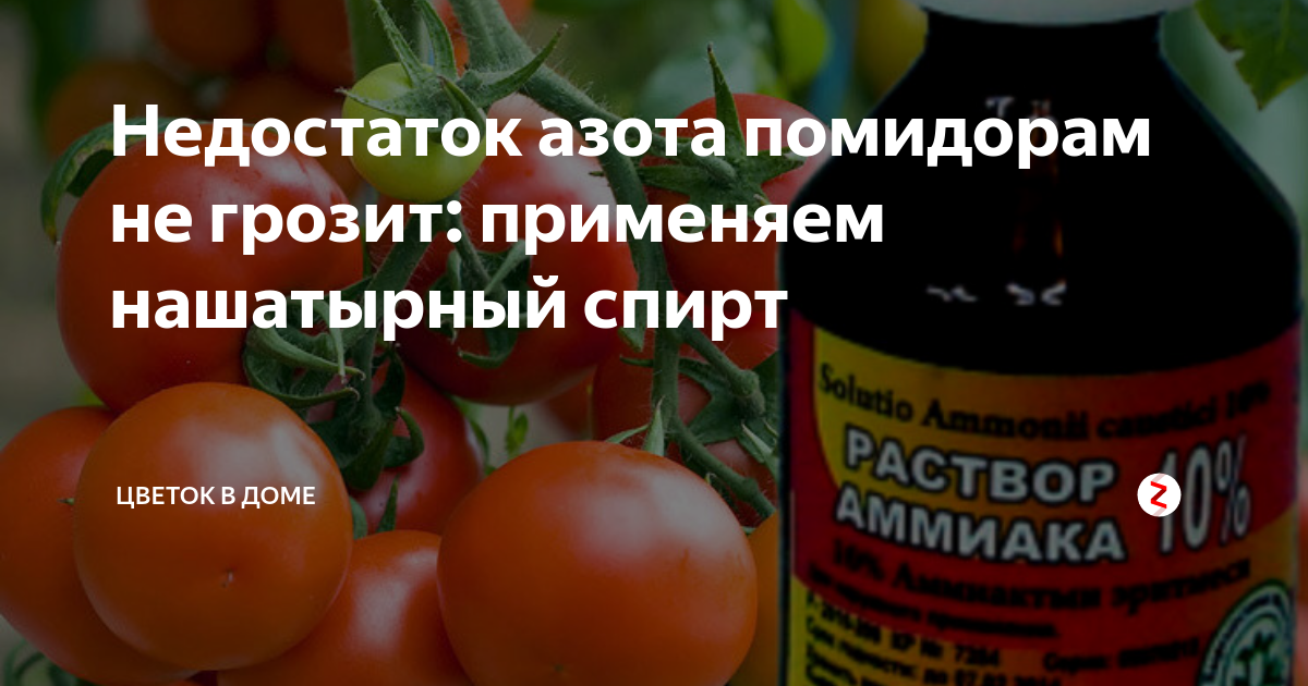 Как правильно подкормить рассаду помидор янтарной кислотой. Аммиак для томатов. Помидоры подкормка аммиаком.