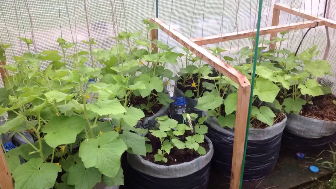 Выращивание огурцов в бочке: пошаговая инструкция для посадки на даче