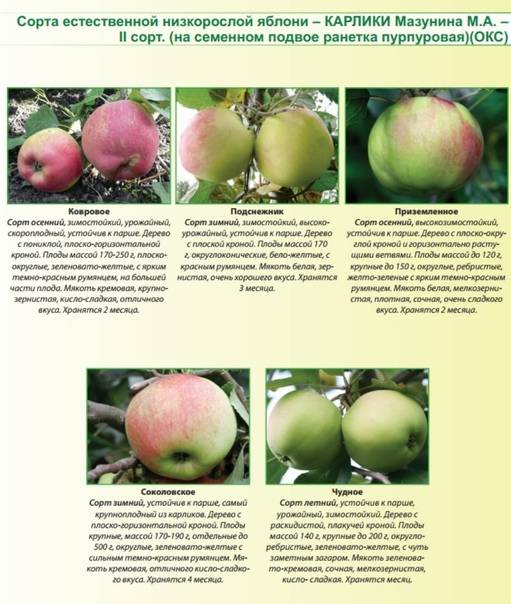 Яблоня чудное: описание сорта, преимущества и уход за деревом