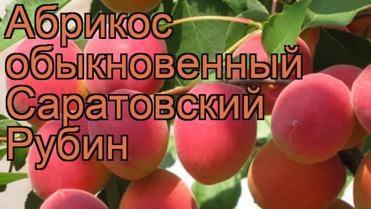 Абрикос саратовский рубин: как вырастить сорт фото абрикоса!