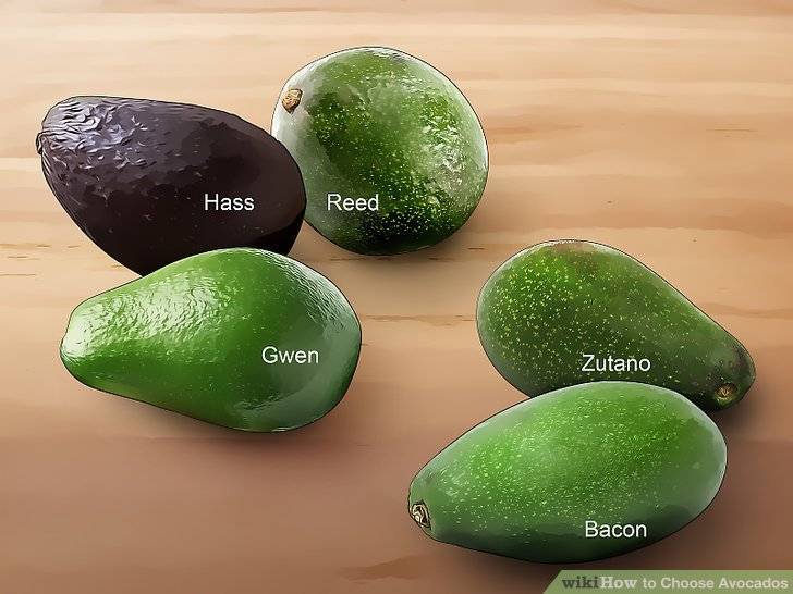 Авокадо хаас: описание сорта, чем отличается от обычного