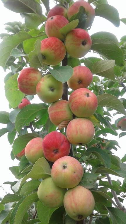 Сорт яблони уралец – описание, фото