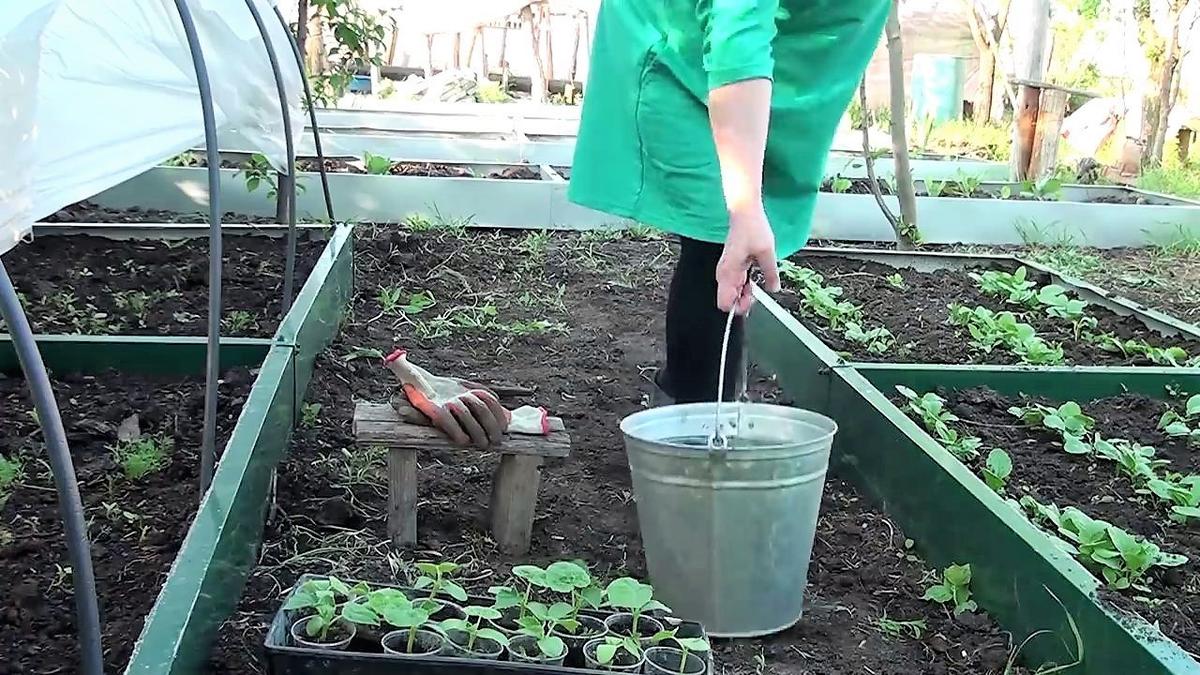 Выращивание рассады огурцов в домашних условиях