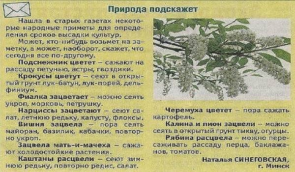 Когда сажать огурцы по приметам