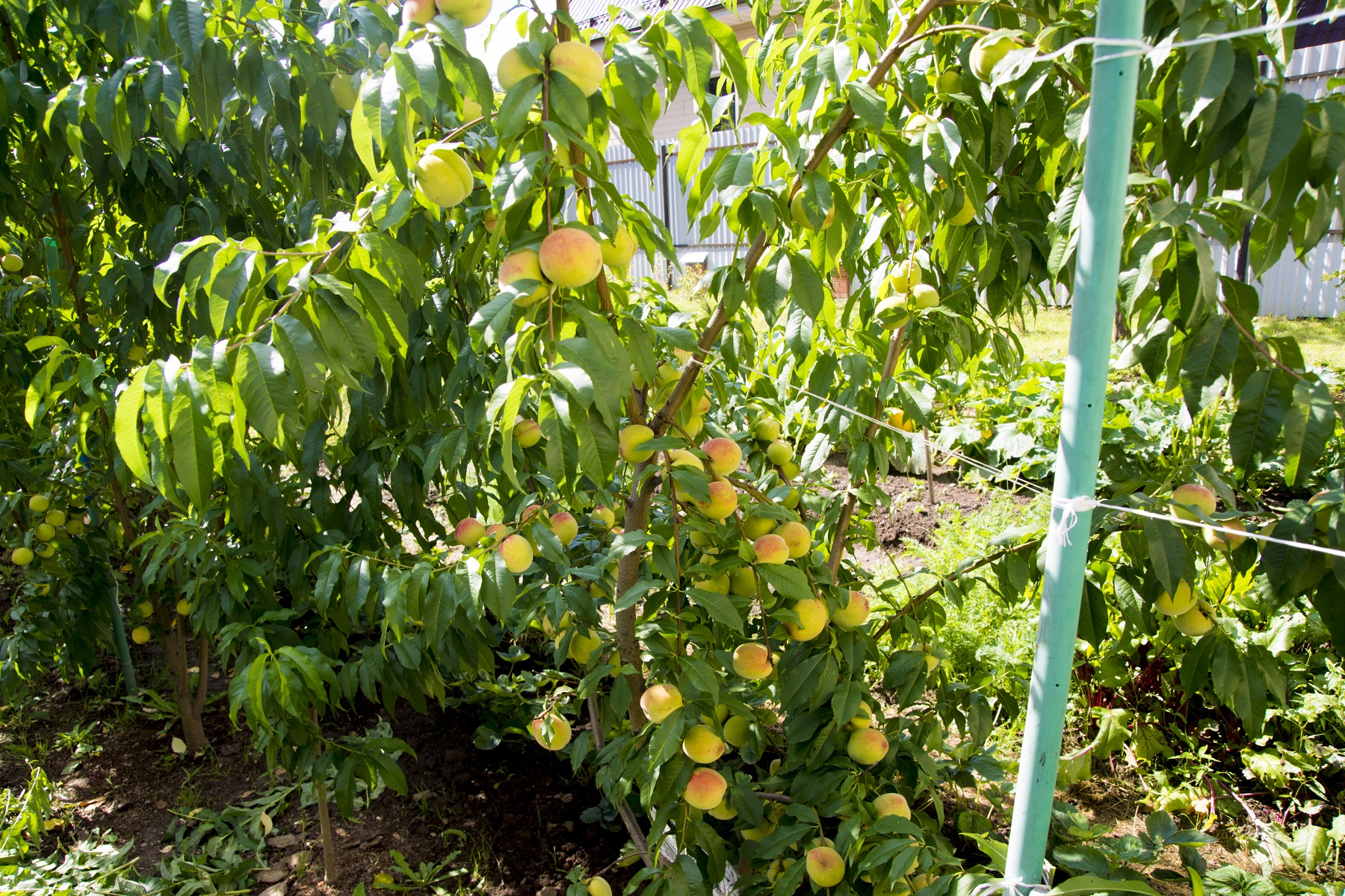 Лучшие сорта персика для выращивания в Подмосковье, посадка и уход