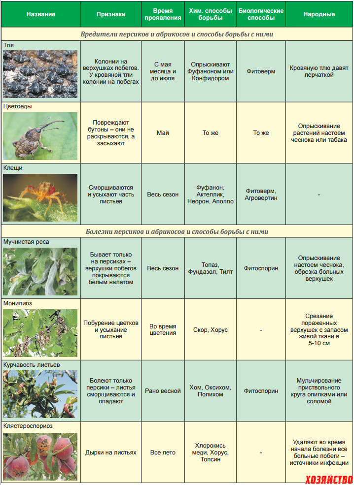 Обработка персика весной после цветения. Баковые смеси для обработки сада от вредителей и болезней таблица. Баковые смеси для обработки сада от вредителей и болезней весной. Таблица препаратов для обработки сада от вредителей и болезней. Схема обработки плодовых деревьев от болезней.