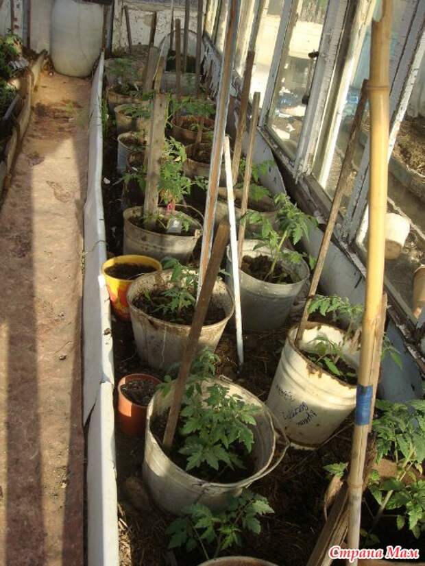 Чем дырявее ведро — тем больше помидоров: как посадить и вырастить томаты экспериментальным способом в емкостях для воды