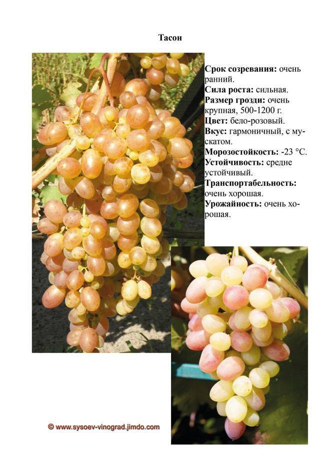 Описание и характеристика винограда сорта Тасон, технология посадки и уход