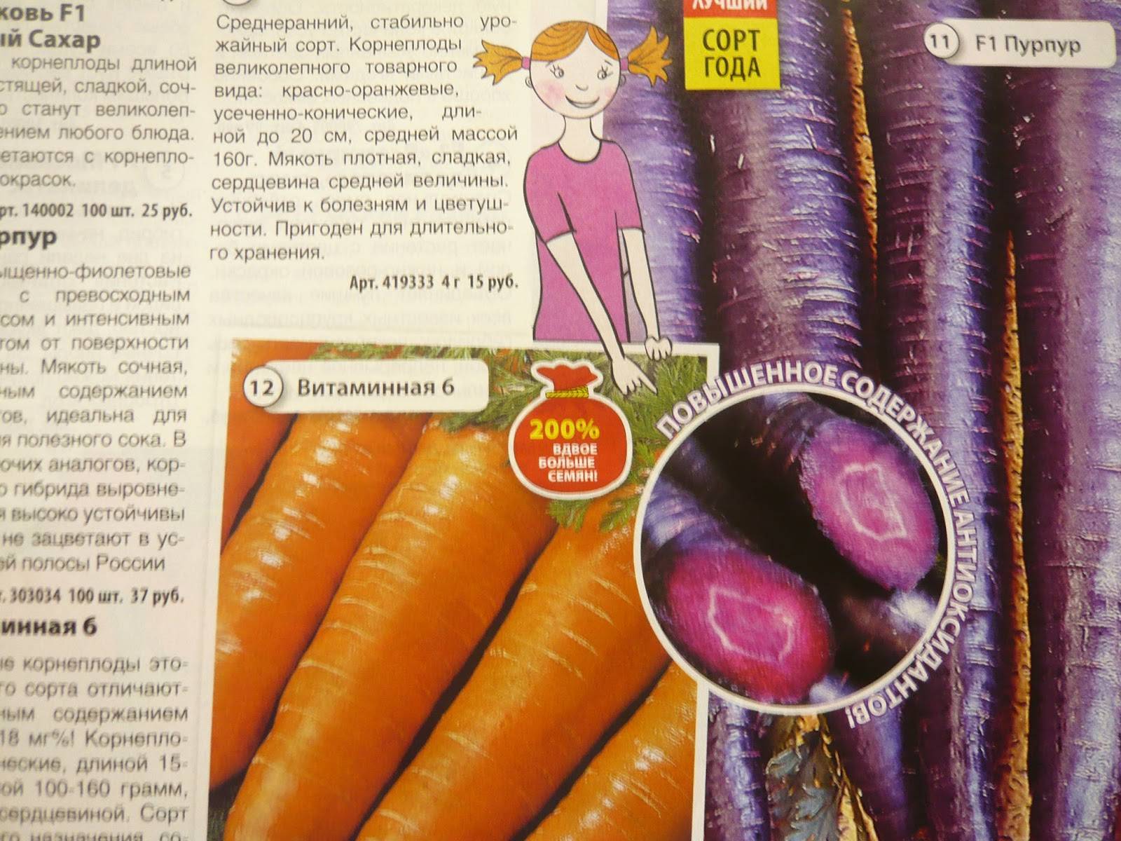 Фиолетовая морковь стоит ли выращивать, полезные свойства, лучшие сорта