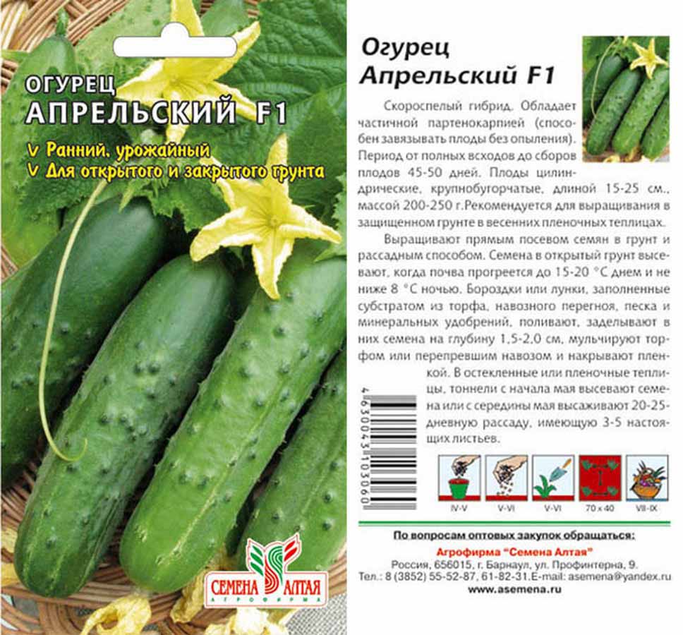 Описание  огурцов артист f1: выращивание и отзывы овощеводов