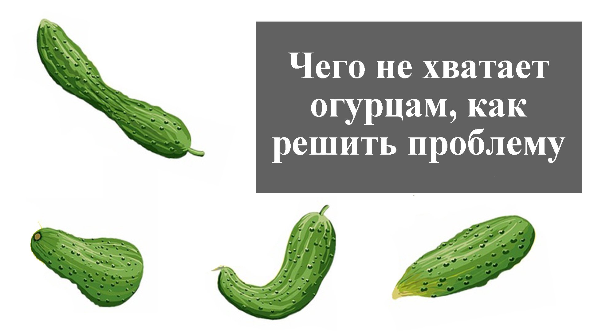 Огурцы не растут причина. Огурцы. Форма огурца. Огурцы растут кривые. Форма огурчиков неправильная.