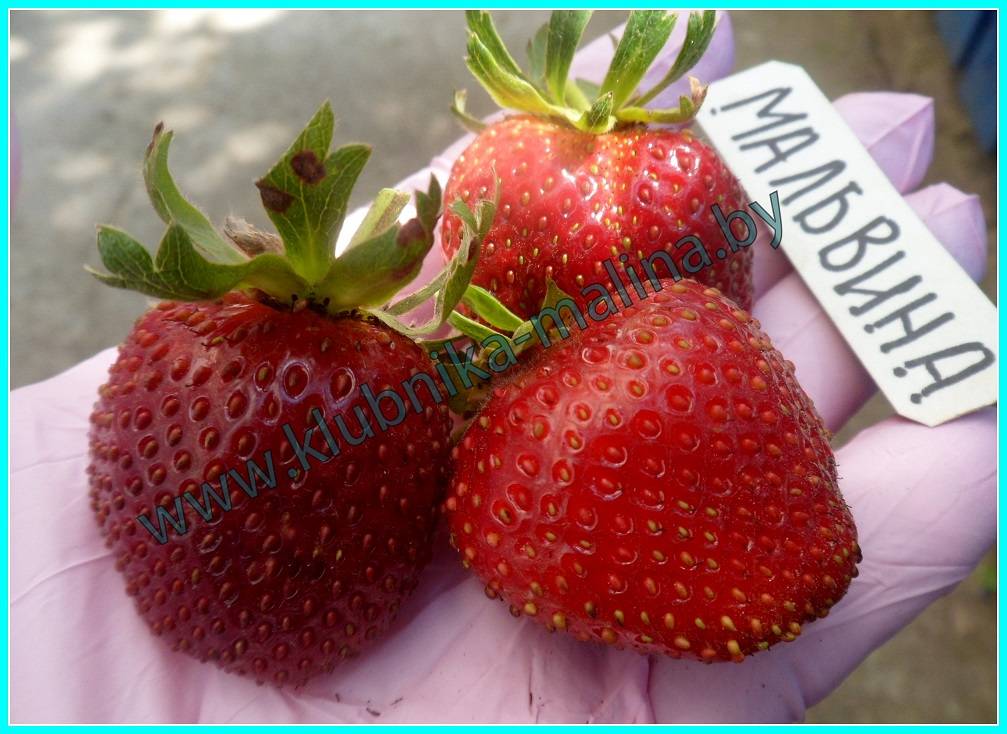 Клубника мальвина: описание и характеристики сорта, отзывы садоводов, фото кустов и ягод