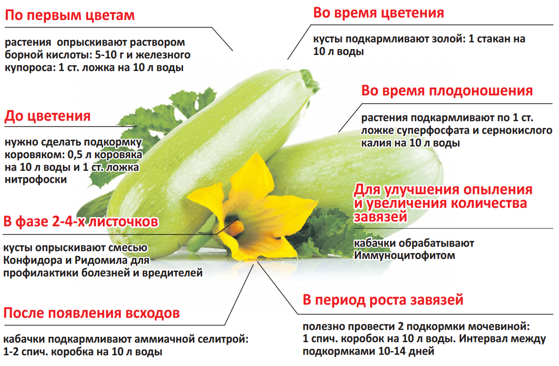 Чем подкормить арбузы и дыни чтобы росли быстрее - 9ogorod