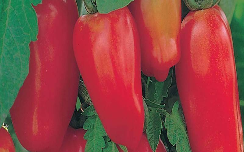 Томат сан марцано (san marzano): характеристика и описание сорта, фото, отзывы, урожайность