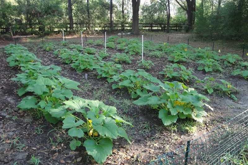 Кабачки: выращивание семенами, посадка, уход | (фото)+отзывы
