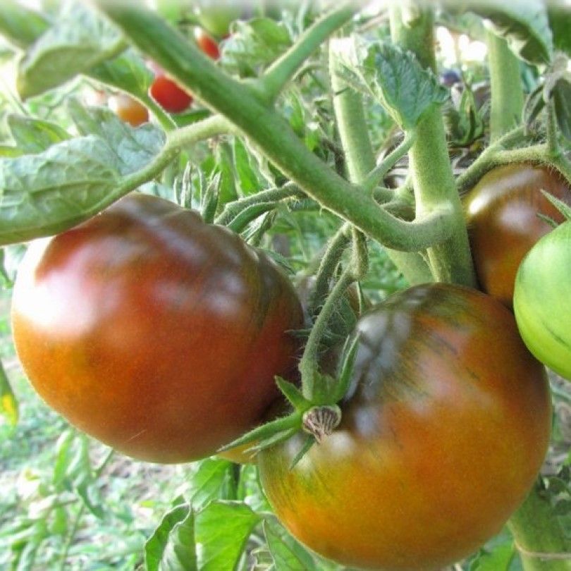 Cорт с великолепной урожайностью — томат циндао: описание помидоров и характеристики