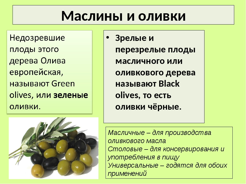 Оливки и маслины: в чем разница между ними и что полезнее? что скрывается за названиями?