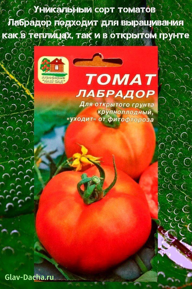 Лучшие сорта черных помидоров с фото и описанием