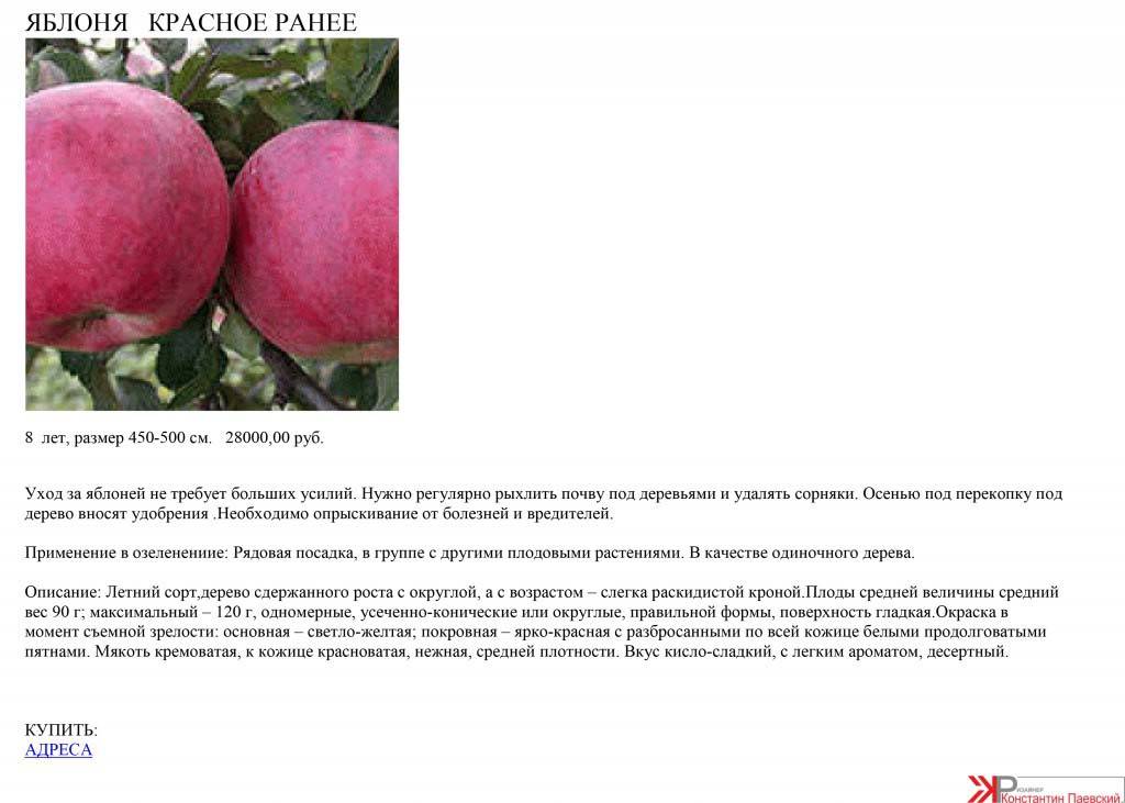 Описание сорта яблони Красное Раннее, агротехника и специфика ухода