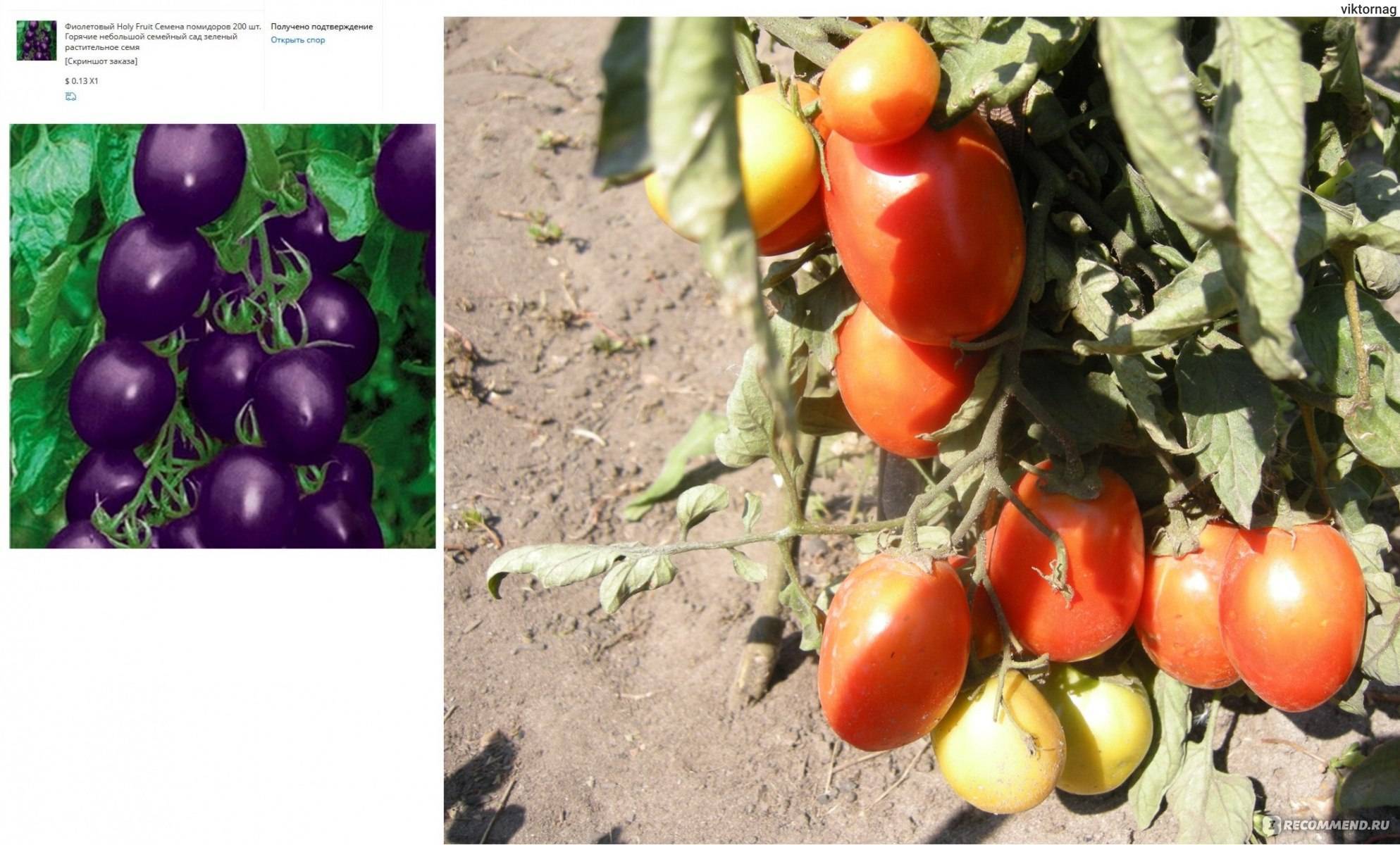 Описание томата Сиреневое озеро и агротехника культивирования