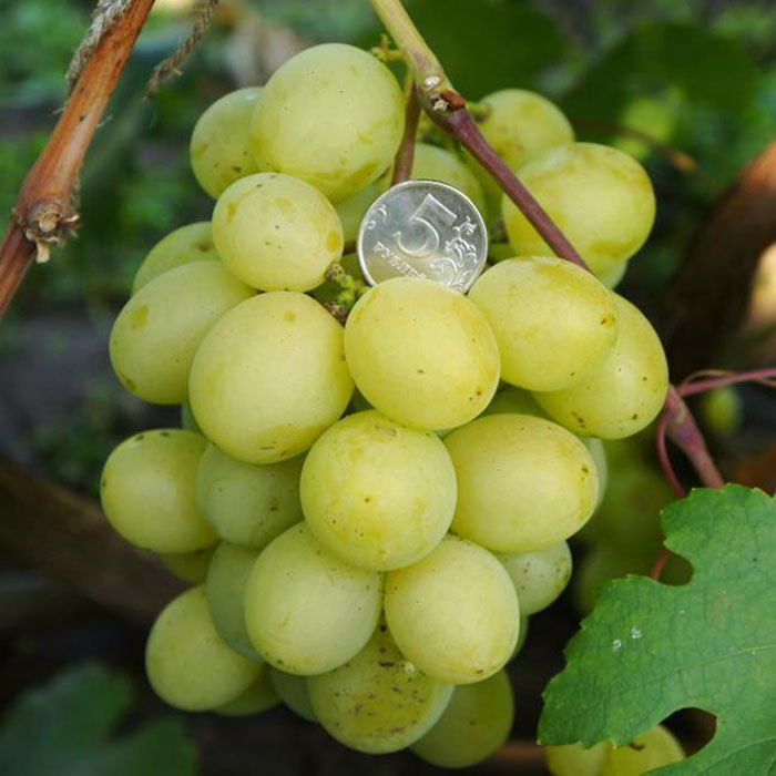 Виктория — один из самых вкусных сортов винограда