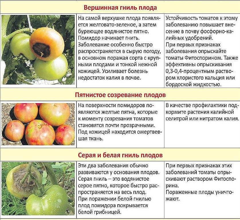 Фитофтора на помидорах: как бороться, описание и лечение болезни с фото