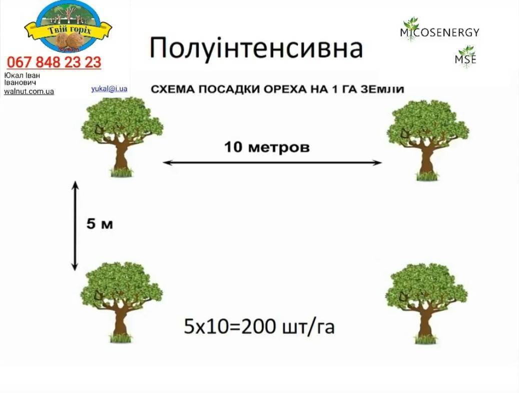 Схема грецкого ореха