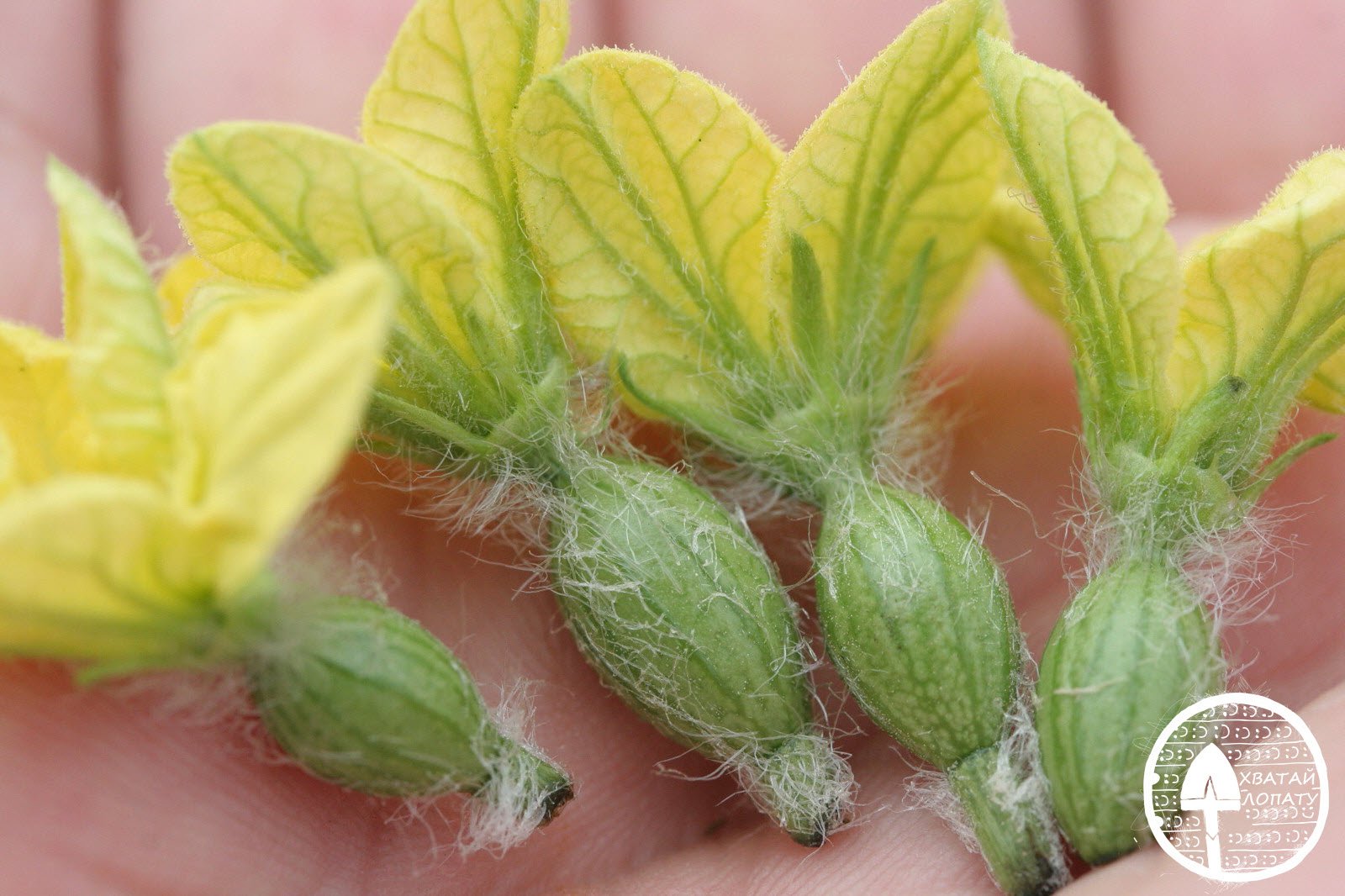 Правильное формирование дыни в теплице