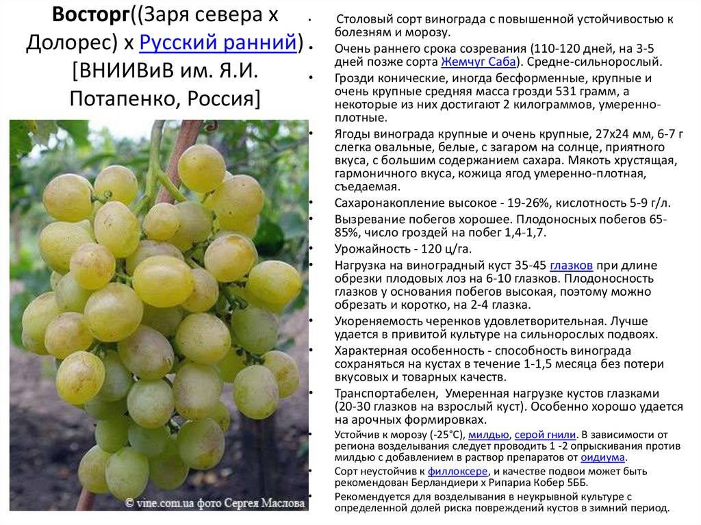 Сорта винограда: 230 сортов с фото и описанием