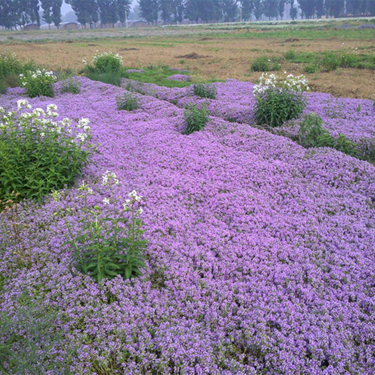 Тимьян ползучий 'Purple Carpet'