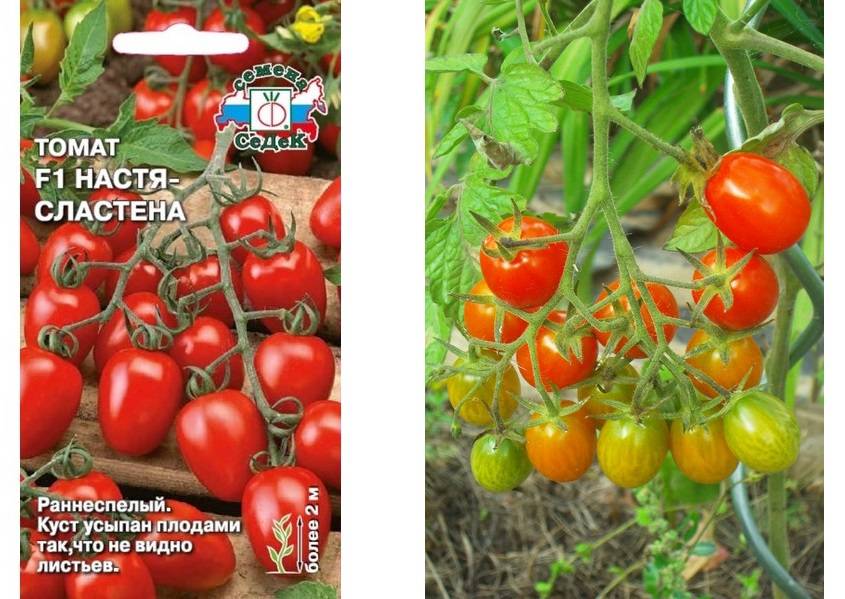 Томат f1 "настя сластена" : подробное описание сорта помидор с неповторимым сахарным вкусом, его характеристики и фото русский фермер