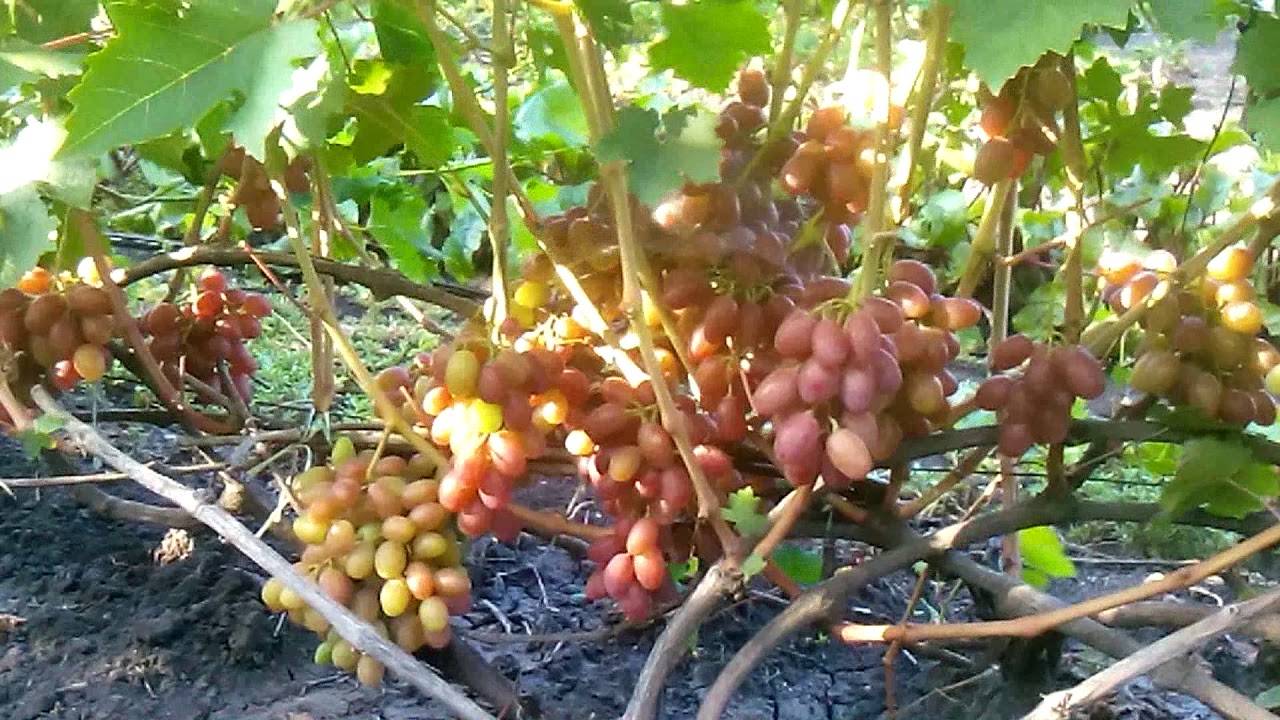 Сорт винограда бианка: общая характеристика, особенности посадки и ухода