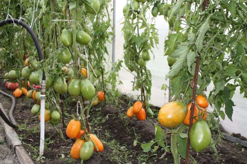 Сорт томатов южный загар: описание, характеристика и отзывы, фото, а также особенности выращивания помидоров