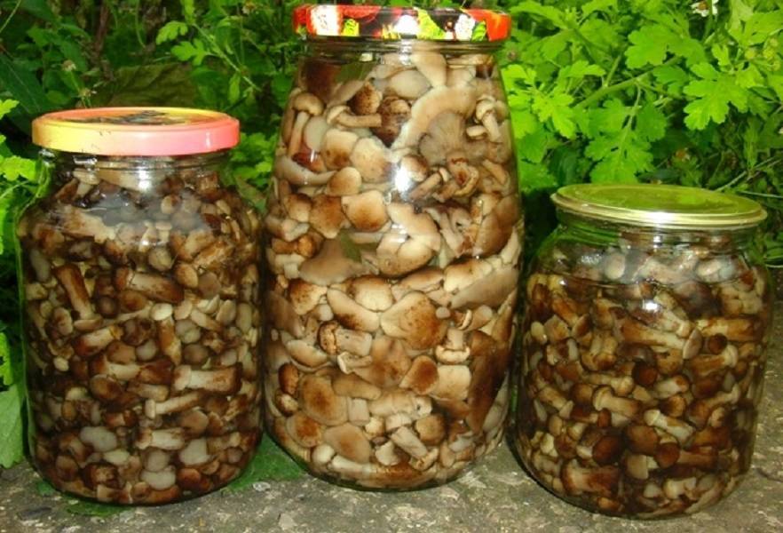 Маринованные опята на зиму: 5 самых вкусных рецептов