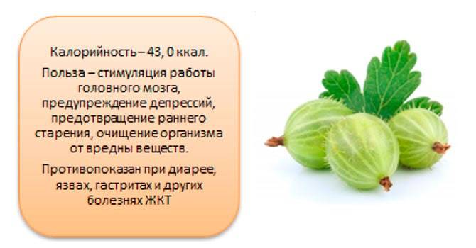 Киви: свойства, польза и функции в организме | food and health