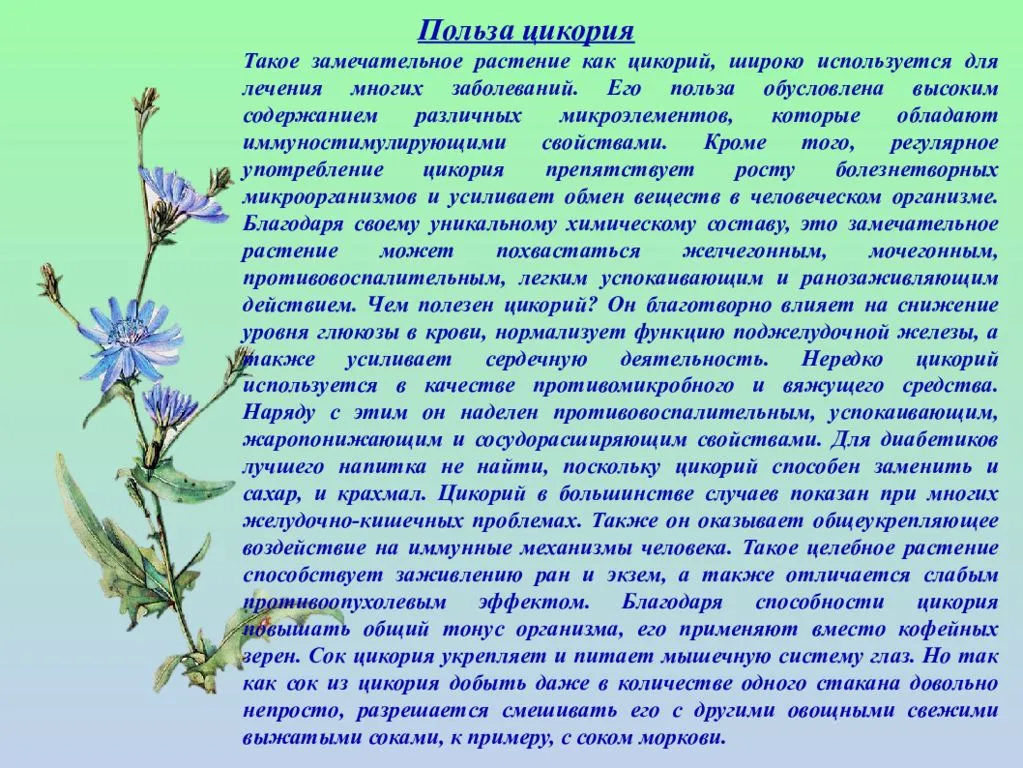 Растение цикорий: полезные свойства и противопоказания, от чего помогает цветок