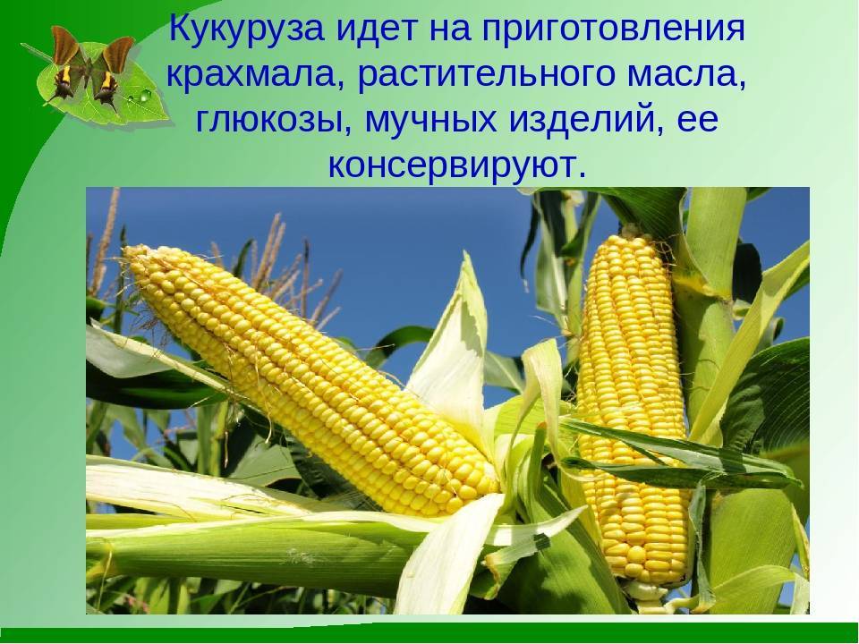 Что такое кукуруза — это фрукт, злак или овощ: разбираемся в вопросе и подробнее изучаем царицу полей