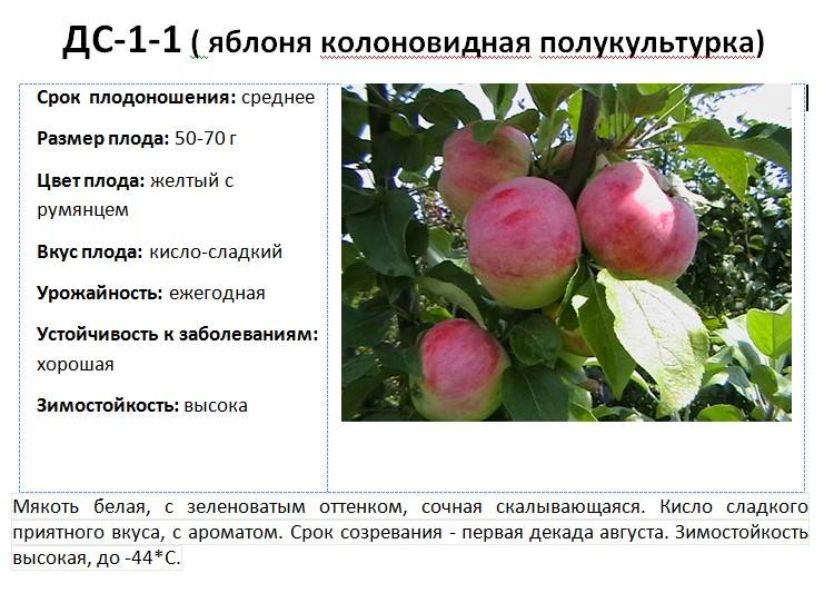 Яблоня фуджи: описание сорта, фото, отзывы