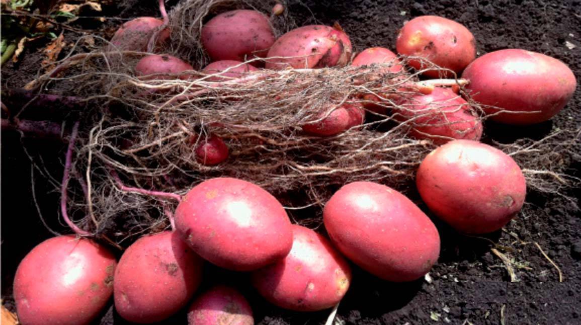 Сорт картофеля лабелла: характеристика, описание с фото, отзывы – сад и огород своими руками