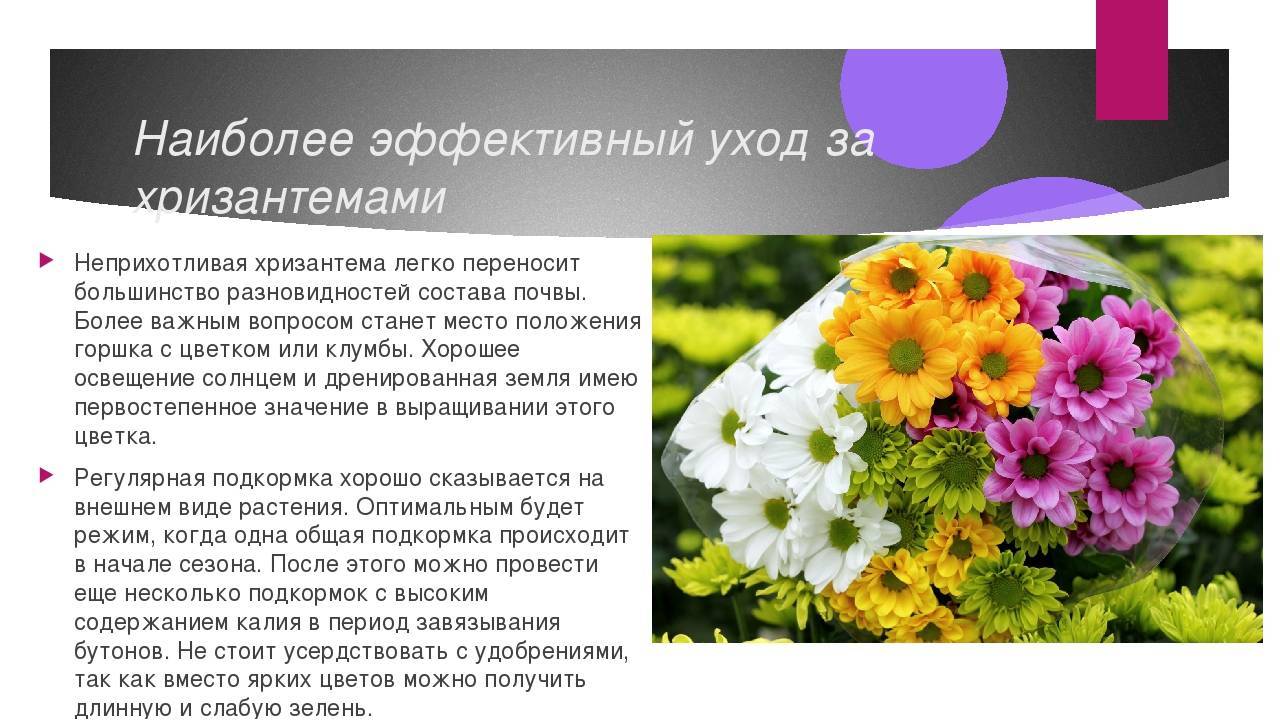 Сорта хризантем: фото и названия новых многолетних садовых, корейских, белых и крупноцветковых хризантем