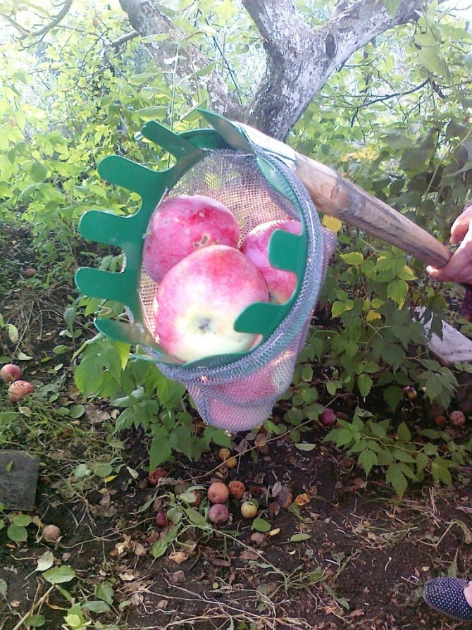 Приспособление для сбора яблок: конструкции и изготовление. самодельный плодосборник :: syl.ru